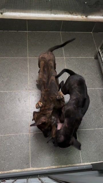 Phú quốc 2 tháng. Mua bán Chó tại Quận 12 Tp Hồ Chí Minh được đăng bởi QB SHOP PETS hình 1