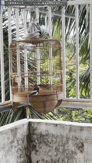 Chim Chích choè than hót xoè. Mua bán Chim tại Quận Sơn Trà Đà Nẵng được đăng bởi chim cảnh nhỏ sơn trà hình 1