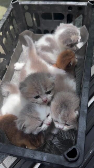 Mèo lùn tai cụp trắng kem giống Golden. Mua bán Mèo tại Quận Long Biên Hà Nội được đăng bởi Mèo Muchkin Hà Nội hình 1