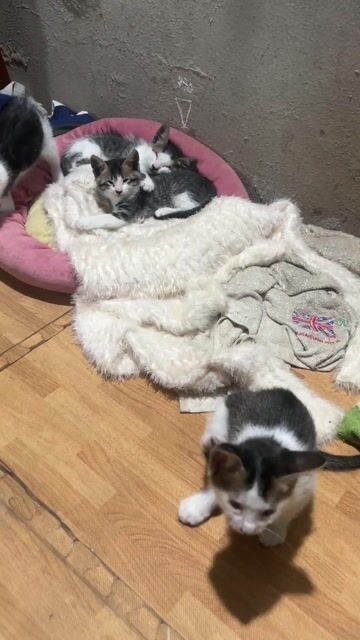 Mèo con Đen trắng. Mua bán Mèo tại Huyện Thanh Trì Hà Nội được đăng bởi Trương Quang Dũng hình 1