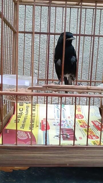 đất bông.. Mua bán Chim tại Quận Bình Tân Tp Hồ Chí Minh được đăng bởi Cây cảnh sàigòn hình 1