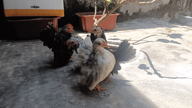 Gà Serama 3 tháng. Mua bán Gà tại Quận Ngũ Hành Sơn Đà Nẵng được đăng bởi Nguyễn Quang Hải Dương hình 1