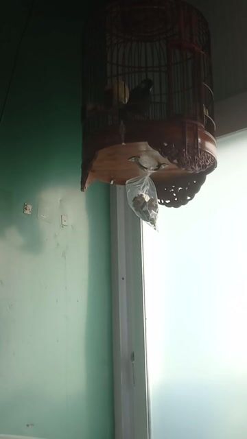 Chim đến trắng lớn 2 mùa. Mua bán Chim tại Quận Tân Phú Tp Hồ Chí Minh được đăng bởi Huỳnh Hùng hình 1