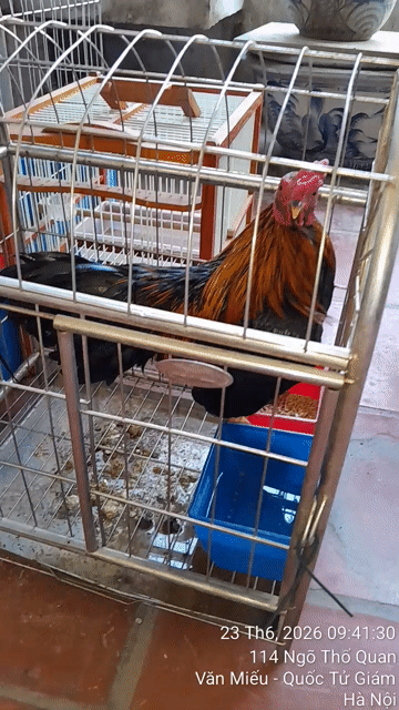 Gà tre Bắc Tít 5 tháng tuổi. Mua bán Gà tại Quận Đống Đa Hà Nội được đăng bởi Nguyễn huy Thành  hình 1
