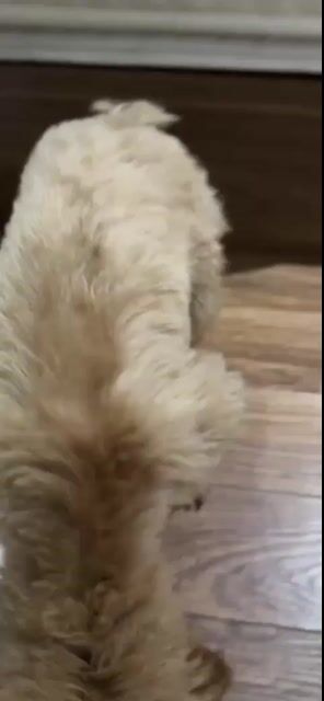 Poodle cafe - 8 tháng tuổi - đã tiêm đầy đủ. Mua bán Chó tại Quận Nam Từ Liêm Hà Nội được đăng bởi Trịnh Anh Tùng hình 1