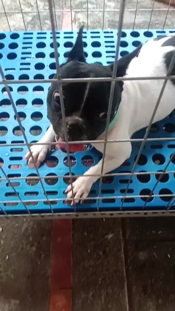 Bull pháp cái tơ thuần chủng. Mua bán Chó tại Huyện Bàu Bàng Bình Dương được đăng bởi Per Ala  hình 1