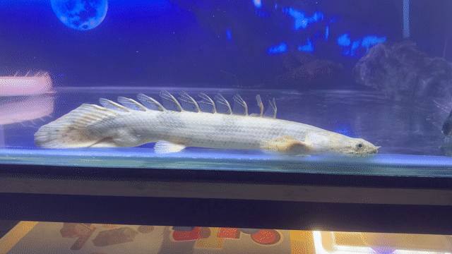 Cá cảnh Cửu sừng hoàng đế Albino 20-25cm. Mua bán Thú cưng khác tại Quận 6 Tp Hồ Chí Minh được đăng bởi Huynh Nhut hình 1