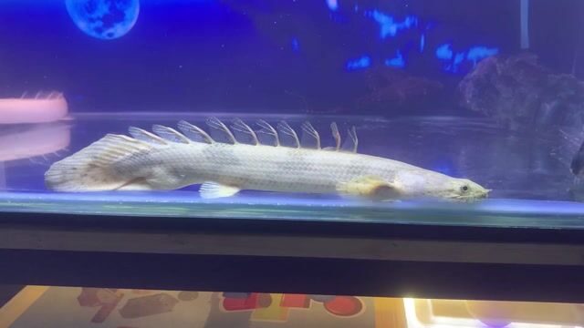 Cá cảnh Cửu sừng hoàng đế Albino 20-25cm. Mua bán Thú cưng khác tại Quận 6 Tp Hồ Chí Minh được đăng bởi Huynh Nhut hình 1