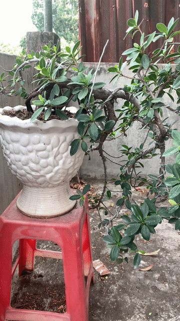 Cây Da Nhật Bonsai dáng thác đổ. Mua bán Cây cảnh, đồ trang trí tại Thành phố Biên Hòa Đồng Nai được đăng bởi Thành Hưng hình 1