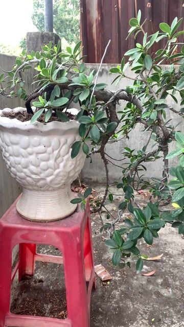 Cây Da Nhật Bonsai dáng thác đổ. Mua bán Cây cảnh, đồ trang trí tại Thành phố Biên Hòa Đồng Nai được đăng bởi Thành Hưng hình 1