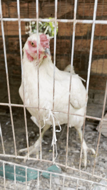 Gà mái 2.5kg chân xanh. Mua bán Gà tại Huyện Trảng Bom Đồng Nai được đăng bởi nguyễn trường hình 1