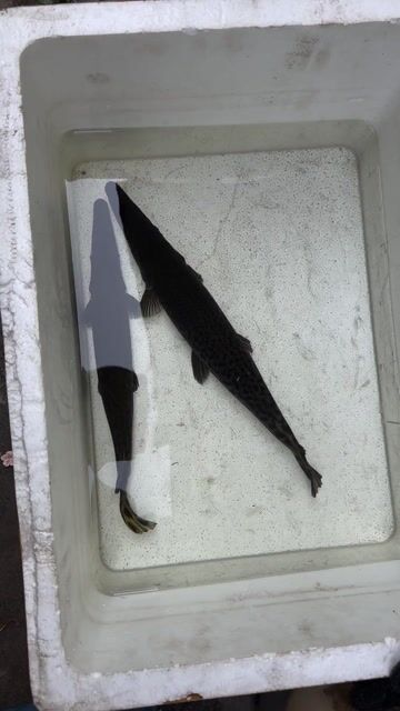 sấu hoả tiễn. Mua bán Thú cưng khác tại Thị xã Bến Cát Bình Dương được đăng bởi nhct hình 1