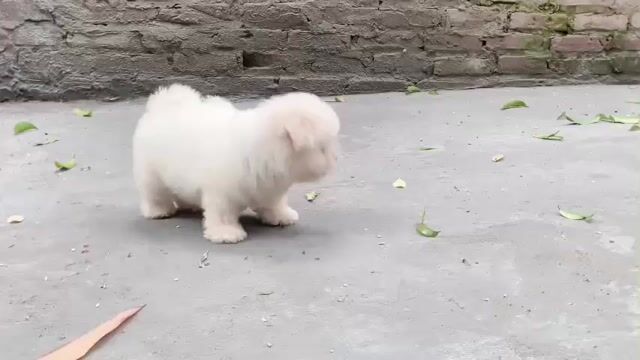 Chó Bichon cái trắng. Mua bán Chó tại Quận Nam Từ Liêm Hà Nội được đăng bởi Nguyễn Thanh Thư hình 1