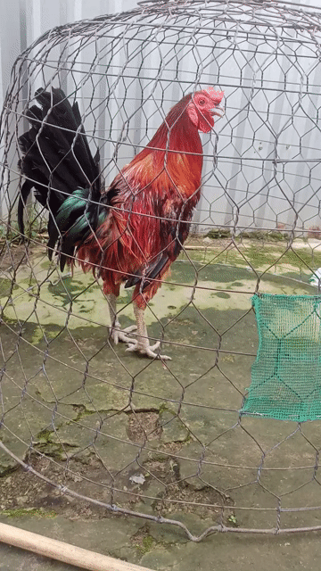 Gà Mỹ trống 3.8kg Đỏ đen nuôi giống. Mua bán Gà tại Huyện Long Mỹ Hậu Giang được đăng bởi chuyen nòi mỹ hatch vs kelso  hình 1