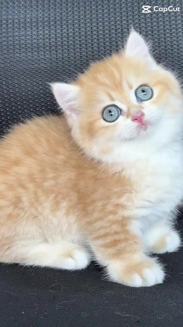 Mèo Anh chân ngắn xinh. Mua bán Mèo tại Thành phố Thủ Đức Tp Hồ Chí Minh được đăng bởi Viet Meow 233a Dương Đình Hội Q9 hình 1