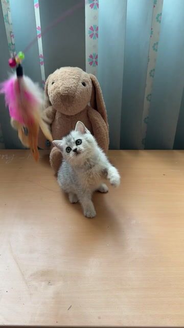 Mèo Anh lông ngắn Silver. Mua bán Mèo tại Quận Tân Bình Tp Hồ Chí Minh được đăng bởi Ngoc Nguyen hình 1