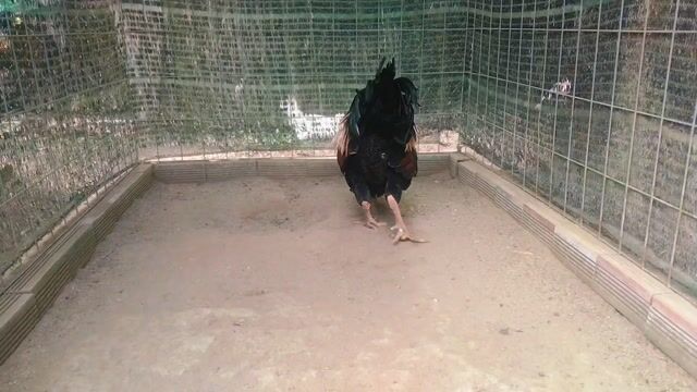 Gà giống 3kg màu Vàng. Mua bán Gà tại Huyện Thới Lai Cần Thơ được đăng bởi Kiệt hình 1