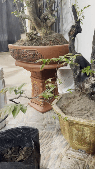 muôi hông. Mua bán Cây cảnh, đồ trang trí tại Huyện Mỹ Đức Hà Nội được đăng bởi Nguyễn quỳnh hình 1
