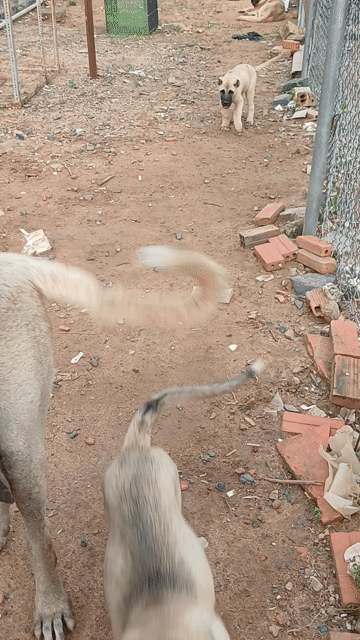 Chó Kangal 2.5 tháng 12kg 2 mũi. Mua bán Chó tại Thành phố Bà Rịa Bà Rịa - Vũng Tàu được đăng bởi Le Ha hình 1