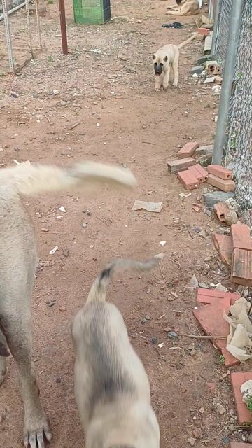 Chó Kangal 2.5 tháng 12kg 2 mũi. Mua bán Chó tại Thành phố Bà Rịa Bà Rịa - Vũng Tàu được đăng bởi Le Ha hình 1