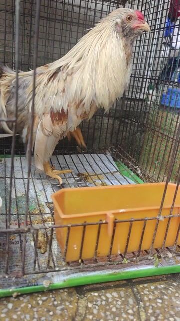 Gà Tre Tân Châu chuối Đực. Mua bán Gà tại Quận 11 Tp Hồ Chí Minh được đăng bởi phuong kim huong hình 1