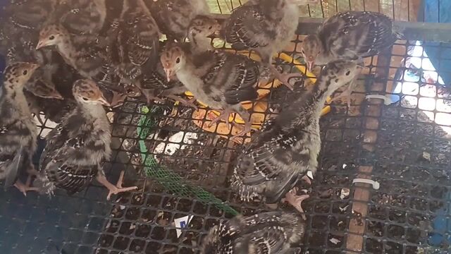 Gà ttây giống Huba Đen trắng. Mua bán Gà tại Thành phố Thuận An Bình Dương được đăng bởi An Tuệ Hà  hình 1