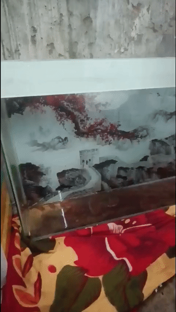 Bể cá Kính 5ly 105x60x20 Tranh 3D. Mua bán Phụ kiện, Thức ăn, Dịch vụ tại Thành phố Thuận An Bình Dương được đăng bởi Ly Ly hình 1