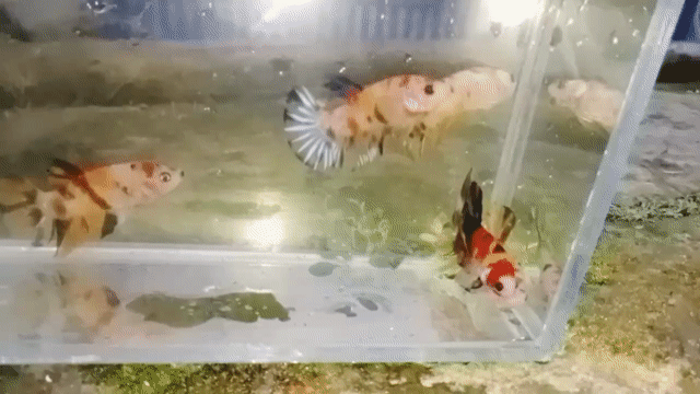 Cá Betta nemo tơ. Mua bán Thú cưng khác tại Huyện Lấp Vò Đồng Tháp được đăng bởi Đăng Khoa hình 1