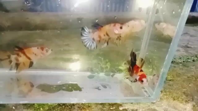Cá Betta nemo tơ. Mua bán Thú cưng khác tại Huyện Lấp Vò Đồng Tháp được đăng bởi Đăng Khoa hình 1