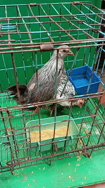 Gà tre Tân Châu trống mái 4 tháng. Mua bán Gà tại Quận Hoàng Mai Hà Nội được đăng bởi Đỗ trọng hưng hình 1