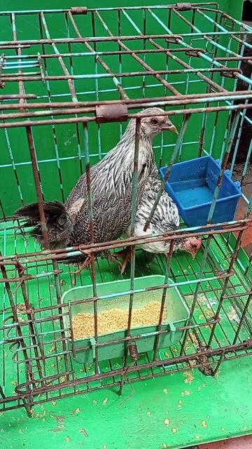 Gà tre Tân Châu trống mái 4 tháng. Mua bán Gà tại Quận Hoàng Mai Hà Nội được đăng bởi Đỗ trọng hưng hình 1