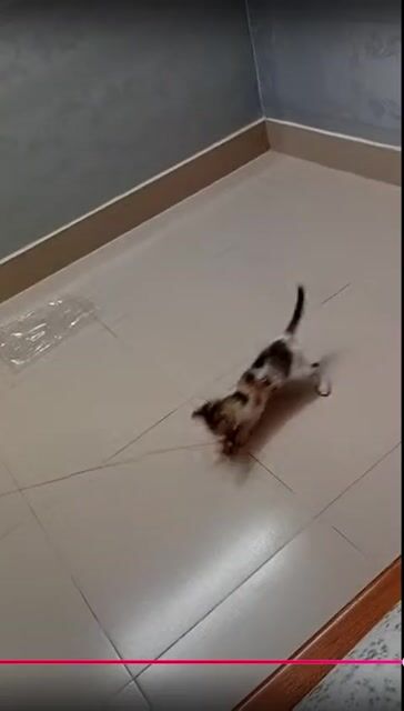 Tặng mèo con. Mua bán Mèo tại Thành phố Hội An Quảng Nam được đăng bởi Đức Sơn Lê hình 1