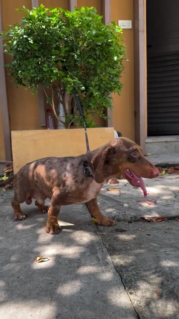 Chó Lạp xưởng đực nâu đốm 8kg hơn 1 tuổi. Mua bán Chó tại Quận Ba Đình Hà Nội được đăng bởi thú kưng hình 1
