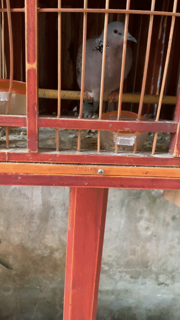 Chim cu gáy malai gần 4 tháng. Mua bán Chim tại Huyện Quốc Oai Hà Nội được đăng bởi duc anh hình 1