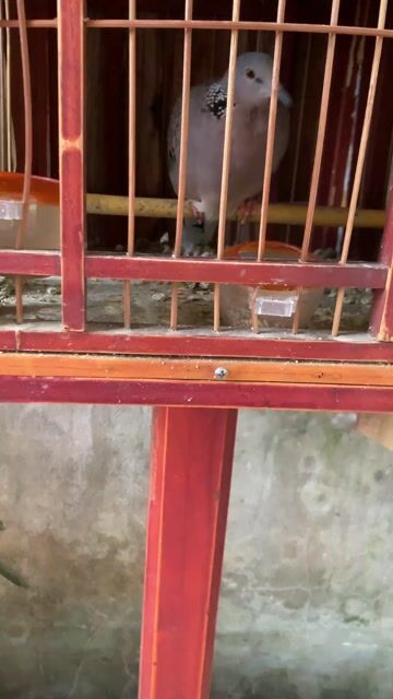 Chim cu gáy malai gần 4 tháng. Mua bán Chim tại Huyện Quốc Oai Hà Nội được đăng bởi duc anh hình 1