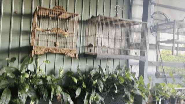 Chim chào mào khỏe mạnh, đã thuần. Mua bán Chim tại Quận Cẩm Lệ Đà Nẵng được đăng bởi Quoc Cường hình 1