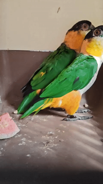Chim Caique đầu đen 4 năm tuổi. Mua bán Chim tại Quận Tân Bình Tp Hồ Chí Minh được đăng bởi Nguyen Quoc hình 1