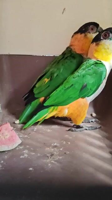 Chim Caique đầu đen 4 năm tuổi. Mua bán Chim tại Quận Tân Bình Tp Hồ Chí Minh được đăng bởi Nguyen Quoc hình 1
