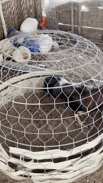 Gà nòi 3.7kg 11 tháng. Mua bán Gà tại Huyện Cần Giuộc Long An được đăng bởi Nguyễn Anh hình 1