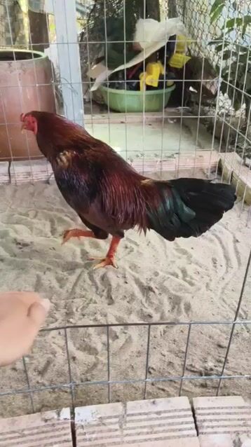 Gà chọi phèn vàng 2.4kg. Mua bán Gà tại Quận Ninh Kiều Cần Thơ được đăng bởi Đồ Gỗ phước lộc hình 1