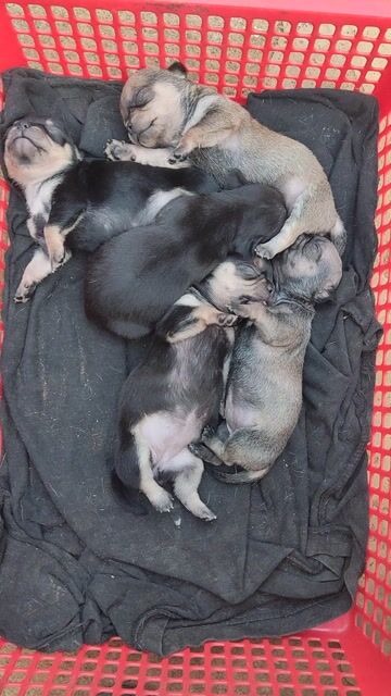 Chó Chihuahua đực cái có đủ ở Đà Lạt. Mua bán Chó tại Huyện Đức Trọng Lâm Đồng được đăng bởi Chihuahua Đà Lạt hình 1