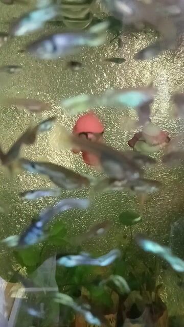 Cá cảnh Tiger Nhật Vàng xanh. Mua bán Thú cưng khác tại Thành phố Thủ Đức Tp Hồ Chí Minh được đăng bởi LH Fish hình 1