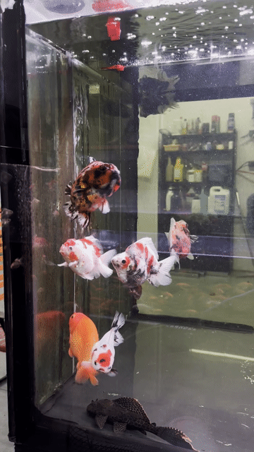 Oranda + RanChu + Rykin phẩm đẹp Quận 6. Mua bán Thú cưng khác tại Quận 6 Tp Hồ Chí Minh được đăng bởi Bu  hình 1