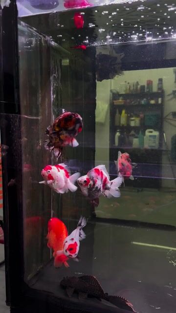 Oranda + RanChu + Rykin phẩm đẹp Quận 6. Mua bán Thú cưng khác tại Quận 6 Tp Hồ Chí Minh được đăng bởi Bu  hình 1