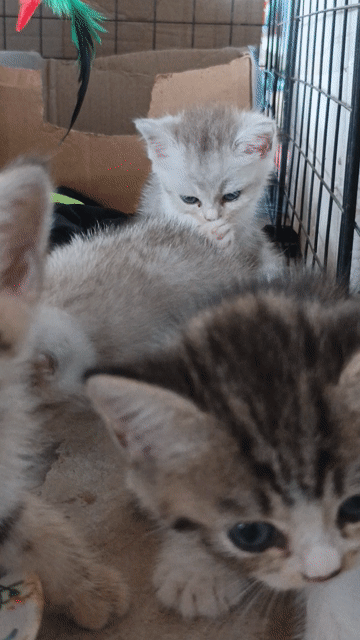 Mèo Anh lông ngắn Silver Tabby hơn 1 tháng. Mua bán Mèo tại Quận Cái Răng Cần Thơ được đăng bởi Ngọc Phương hình 1