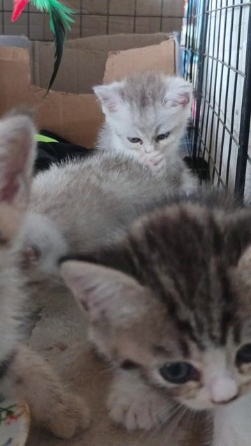 Mèo Anh lông ngắn Silver Tabby hơn 1 tháng. Mua bán Mèo tại Quận Cái Răng Cần Thơ được đăng bởi Ngọc Phương hình 1