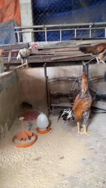 Gà Mỹ Peru Ấn 2kg8. Mua bán Gà tại Thị xã Bến Cát Bình Dương được đăng bởi Vương Tài hình 1