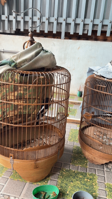 Chim Choè than 3 mùa Đen trắng. Mua bán Chim tại Huyện Krông Năng Đắk Lắk được đăng bởi nguyen hình 1