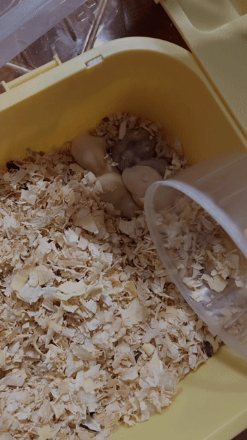 Chuột Hamster Trắng kem Cả hai. Mua bán Thú cưng khác tại Thành phố Vinh Nghệ An được đăng bởi Quỳnh Châu hình 1