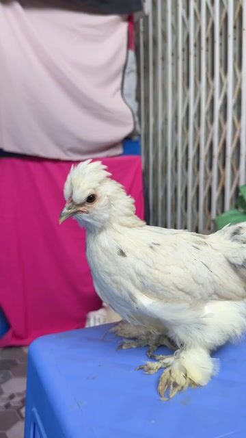 Gà Mini Cochin Mái Trắng. Mua bán Gà tại Thành phố Vĩnh Long Vĩnh Long được đăng bởi Thí Lê hình 1